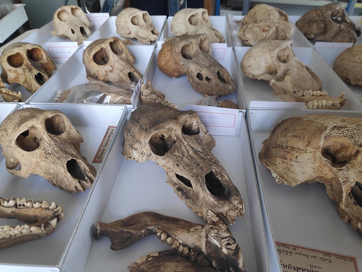 Overview of baboon skulls available for study © Bea De Cupere, CC-BY 4.0
