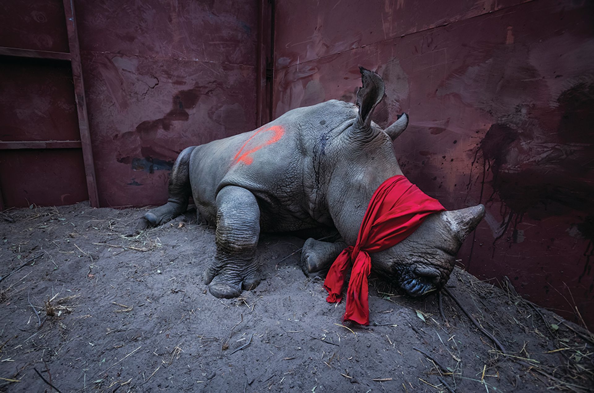 Neil Aldridge’s image of a blindfolded young white rhino, which was sedated for transport to preserve it from poachers, features in the book. The price of rhino horn on the black market is more valuable by weight than gold, diamonds or cocaine, according to a study NEIL ALDRIDGE/photographersagainstwildlifecrime.com