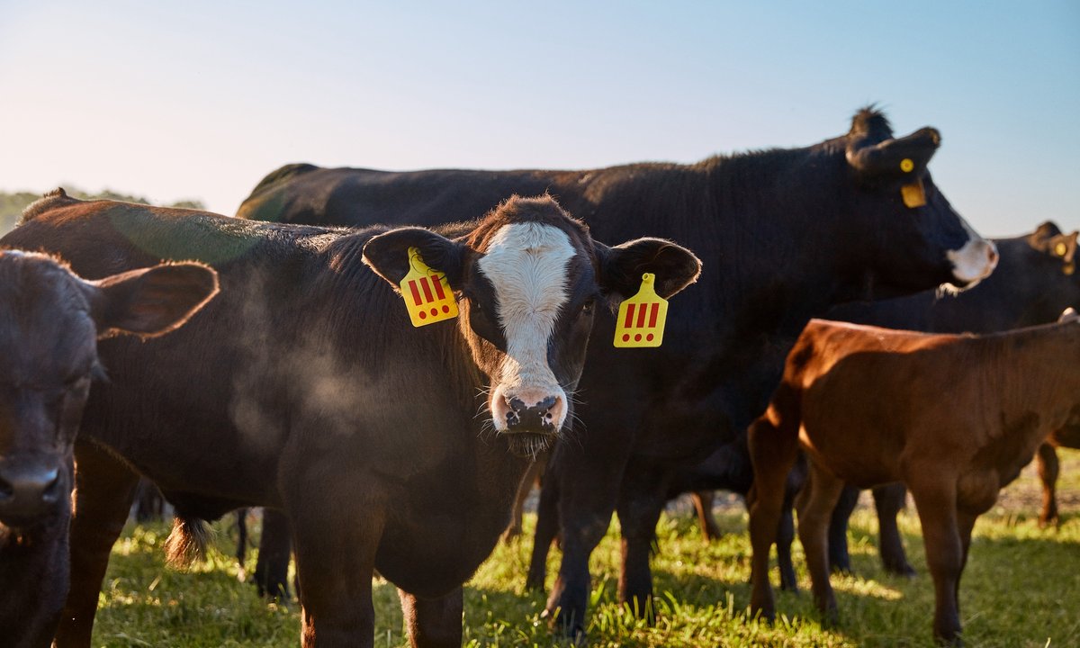 The final cow-tdown: buyers of MSCHF’s controversial bovine project will decide animal’s fate – The Art Newspaper The final cow-tdown: buyers of MSCHF’s controversial bovine project will decide animal’s fate – The Art Newspaper