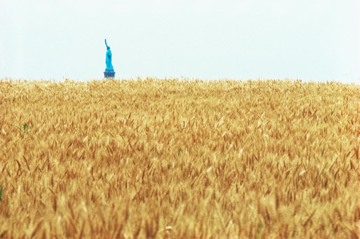 Agnes Denes's Wheatfield—A Confrontation involved the artist planting and harvesting two acres of wheat on the Battery Park landfill in Manhattan during the summer of 1982 Commissioned by Public Art Fund. Courtesy the artist and Leslie Tonkonow Artworks + Projects