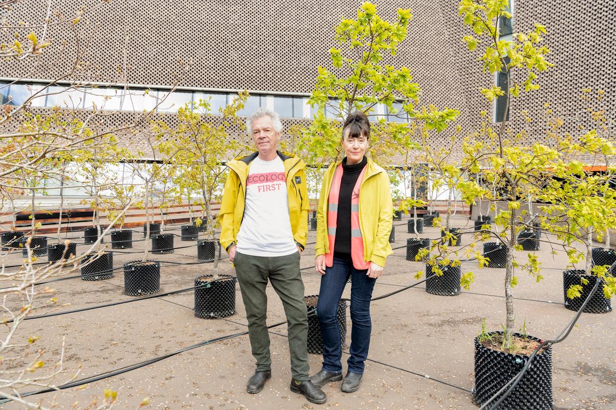 Artist duo Ackroyd and Harvey have planted 100 oak trees outside Tate Modern Ackroyd & Harvey, Beuys’ Acorns, 2021. (c) Tate Photography (Seraphina Neville)