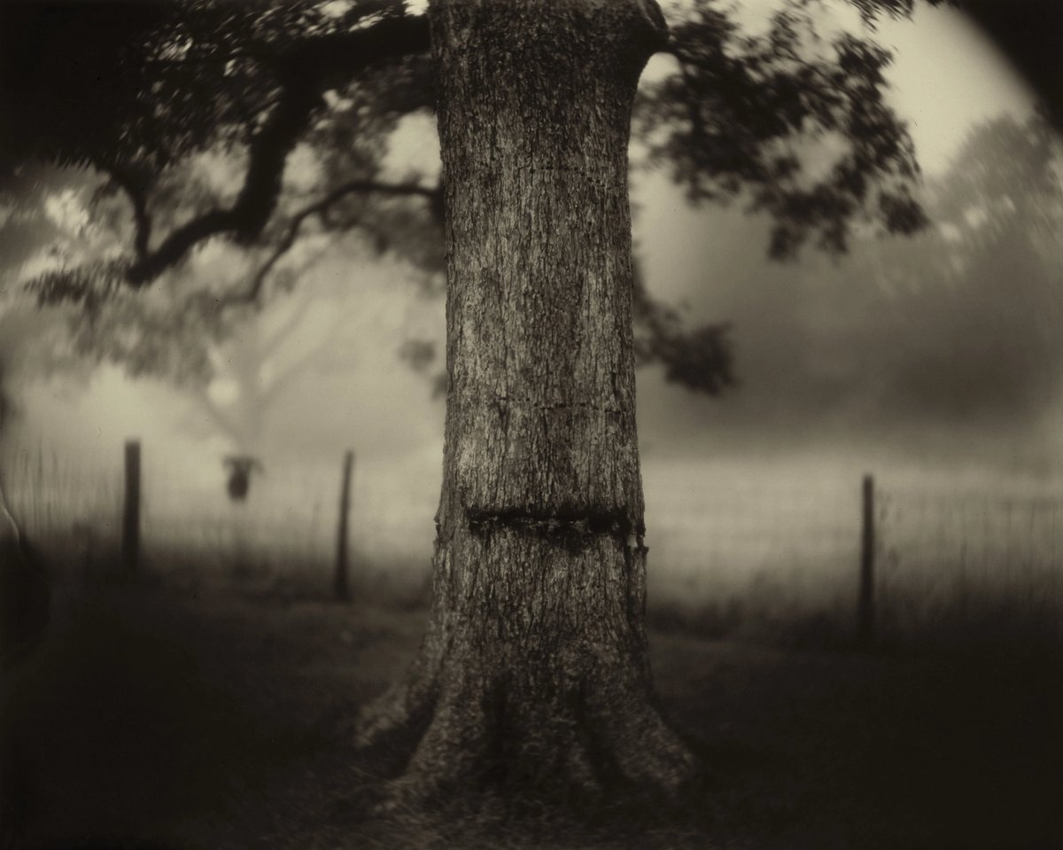 Sally Mann’s Deep South, Untitled (Scarred Tree) (1998) © Sally Mann