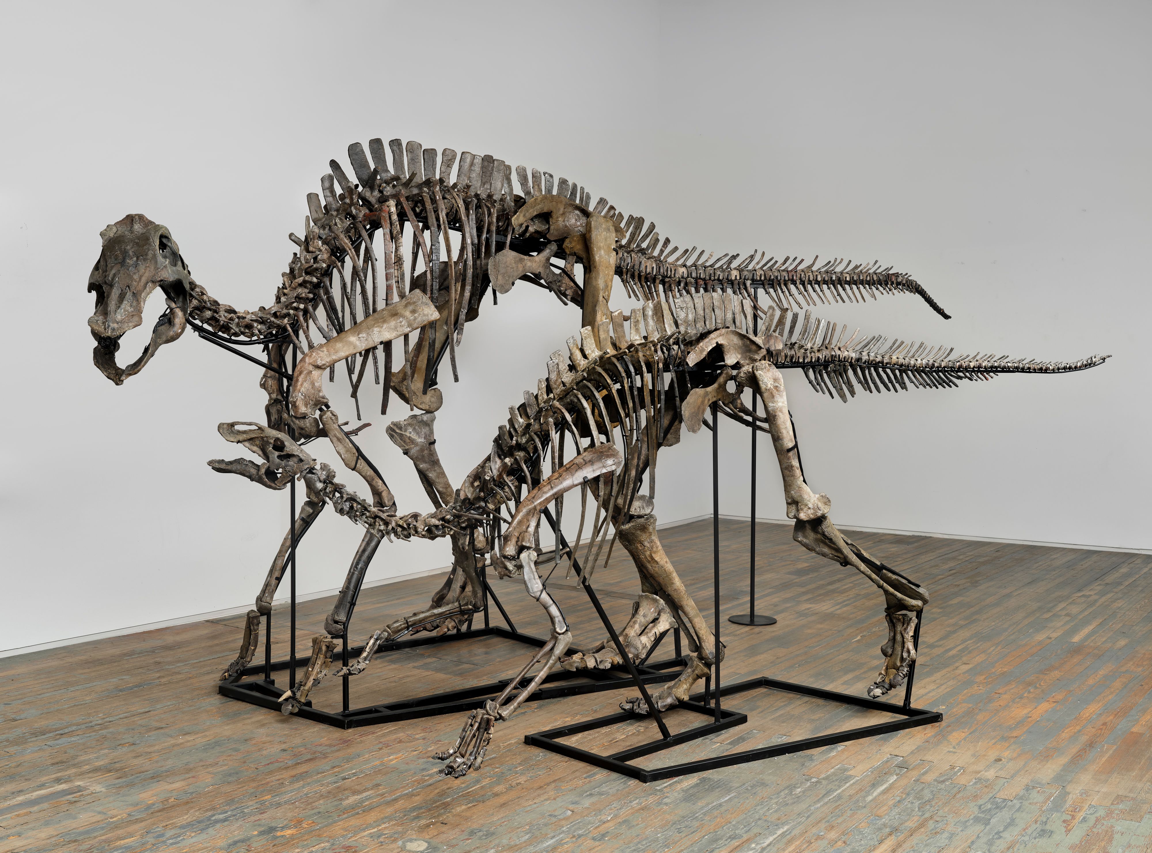 Koda and Hank, two of the fossilised dinosaur skeletons on show at Amanita Courtesy of Amanita