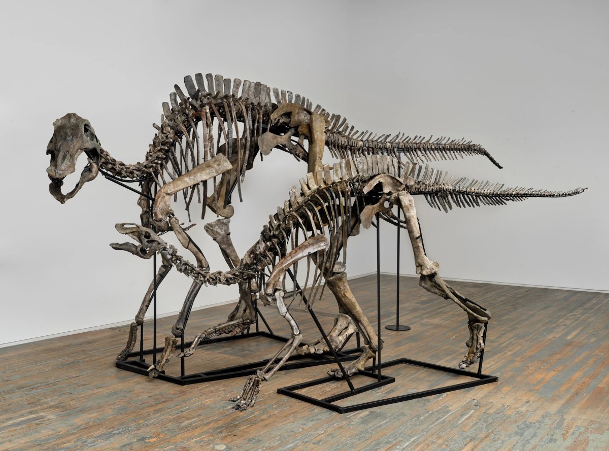 Koda and Hank, two of the fossilised dinosaur skeletons on show at Amanita Courtesy of Amanita