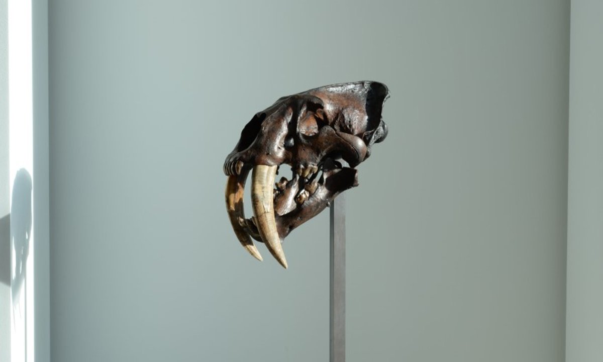 Rising marketplace for pure world artefacts highlights moral points Rising marketplace for pure world artefacts highlights moral points