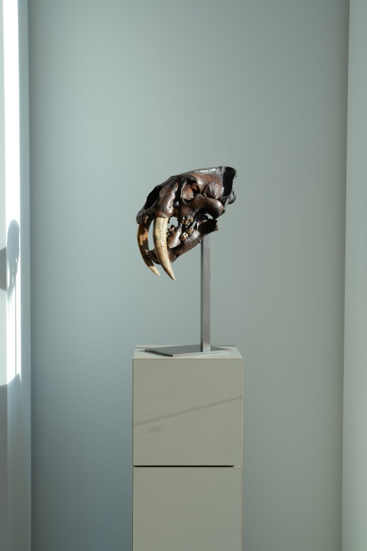 A 12,000-20,000 years old Sabre-toothed cat (Smilodon fatalis)skull, La Brea Tar Pits Image courtesy of ArtAncient