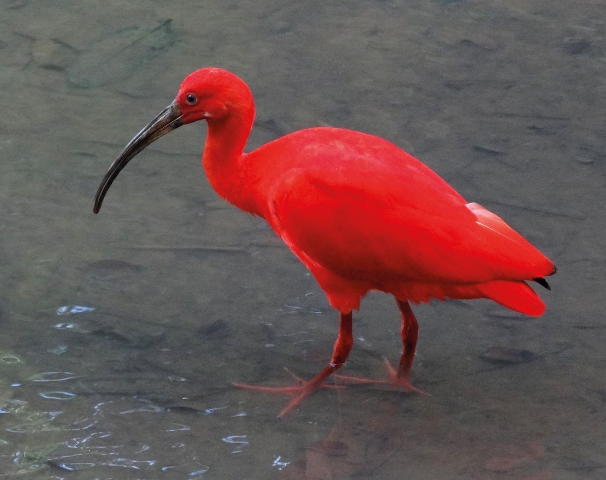 A Scarlet Ibis Courtesy of Bjørn Christian Tørrissen