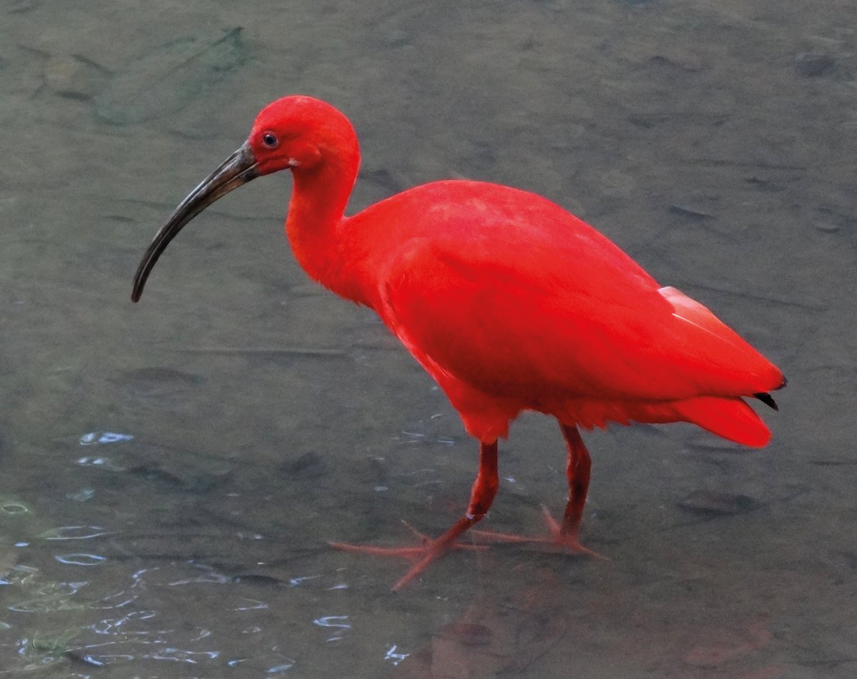 A Scarlet Ibis Courtesy of Bjørn Christian Tørrissen