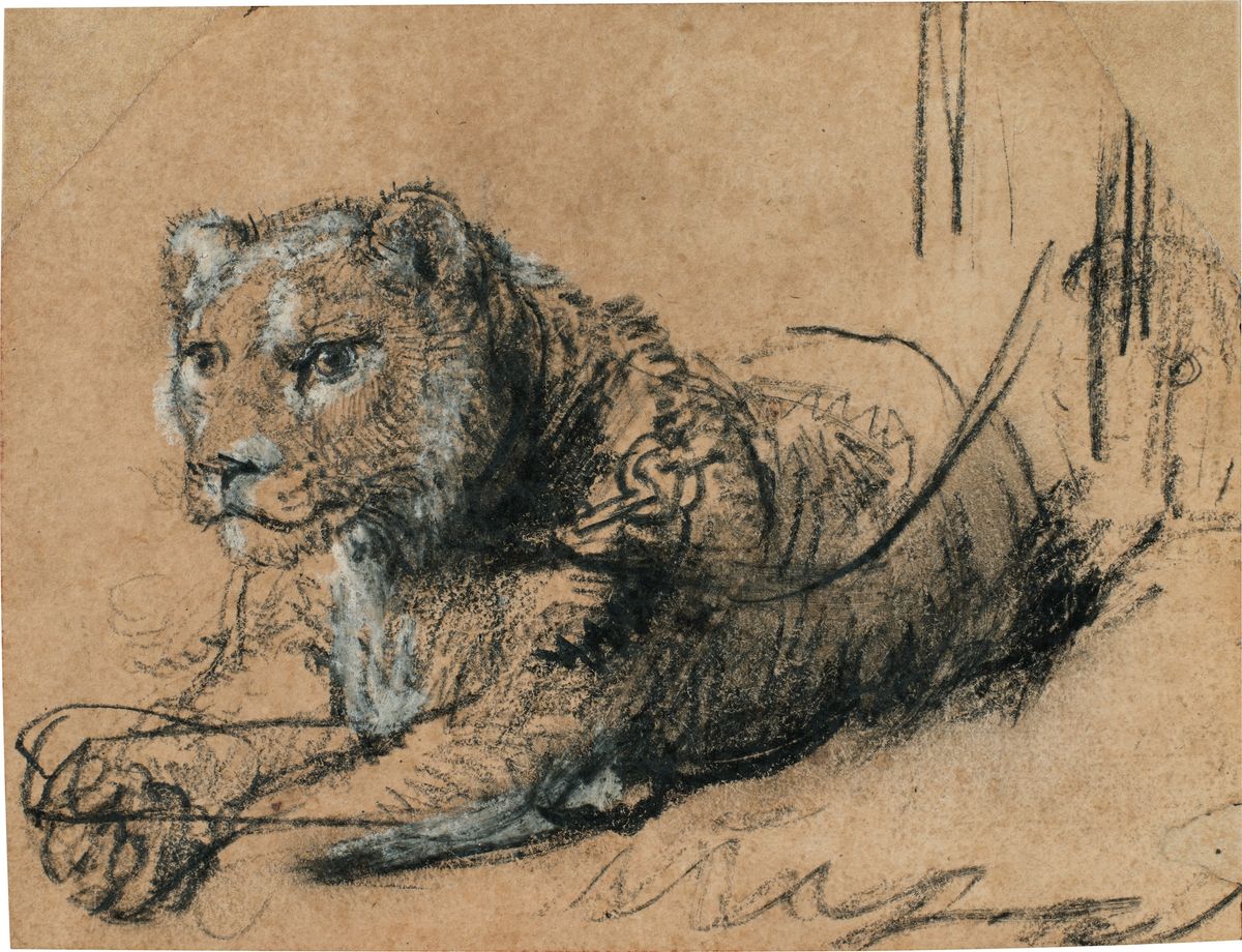 Rembrandt Harmenszoon van Rijn, Young Lion Resting, around 1638-42, est $15m-$20m Courtesy Sotheby's