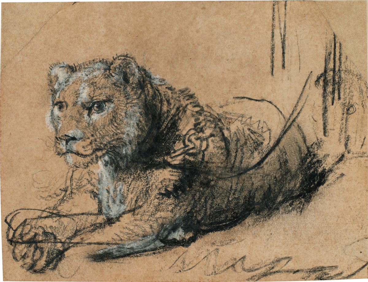 Rembrandt Harmenszoon van Rijn, Young Lion Resting, around 1638-42, est $15m-$20m Courtesy Sotheby's