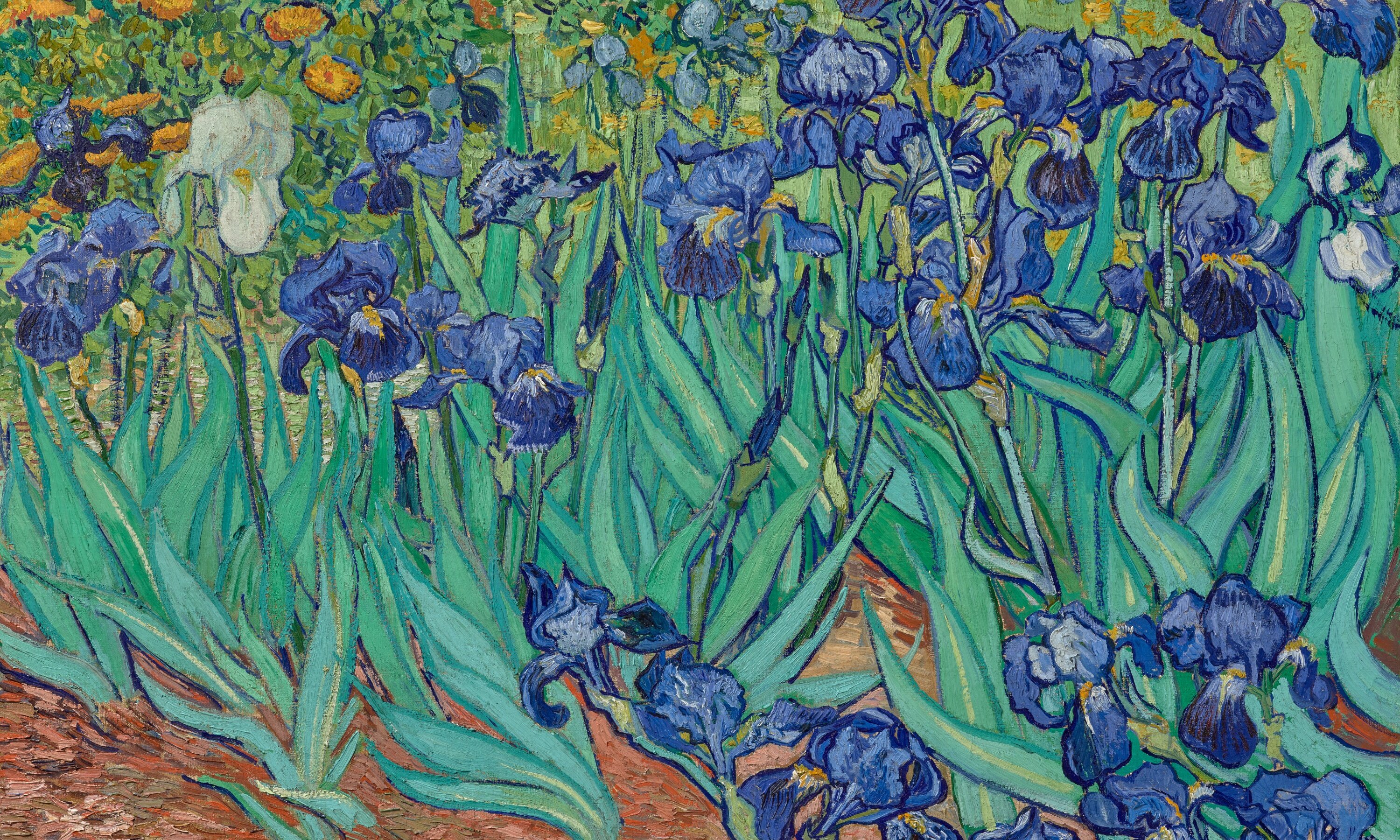 A discovery about Van Gogh's Irises: pollen cone stuck in the paint helps pinpoint where the flowers grew - Vimarsana News