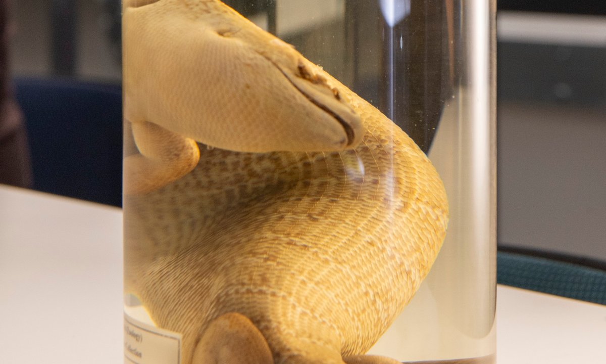 Comment | Return of extinct reptile shows power of reclaiming identity