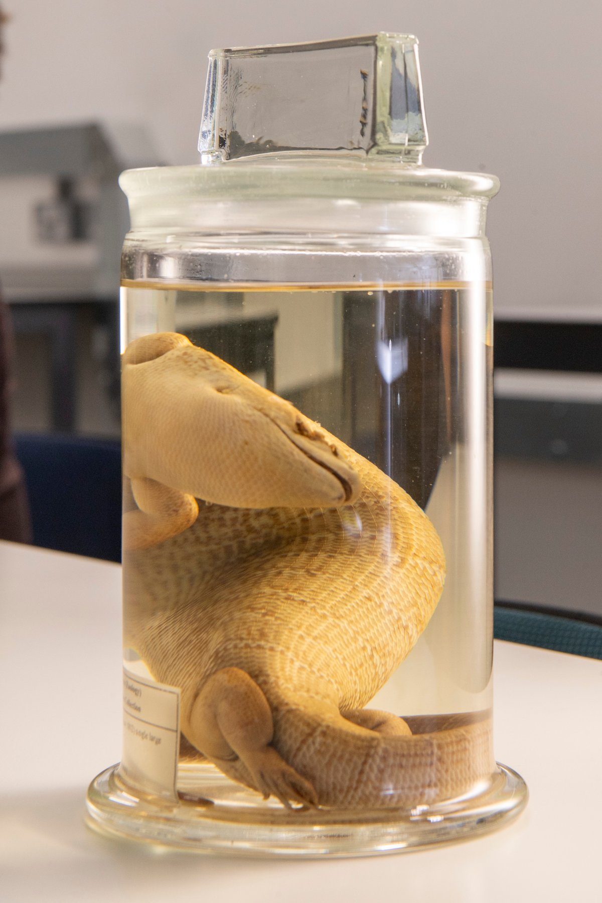 The specimen of a Jamaican giant galliwasp that was repatriated to the University of the West Indies in 2024 Courtesy The Hunterian, University of Glasgow