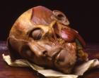Macabre wax models take limelight in Florence museum