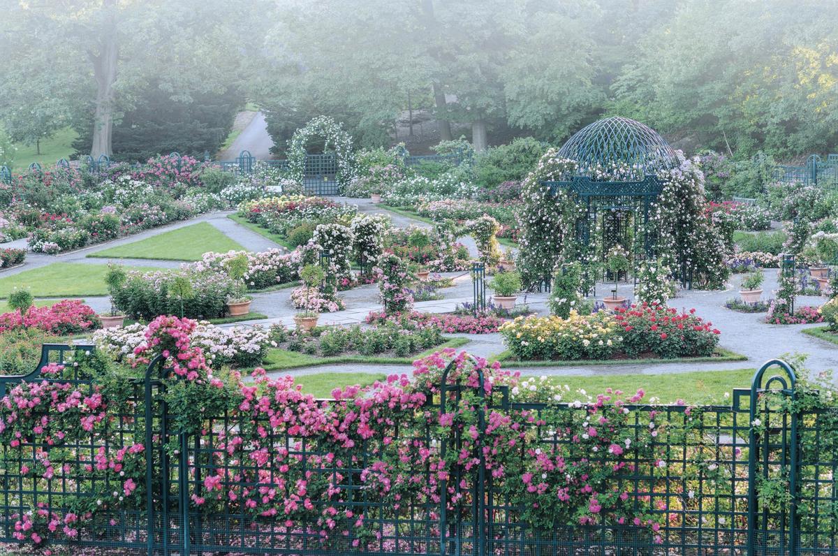 The Peggy Rockefeller Rose Garden in the New York Botanical Garden © 2019 Georgianna Lane