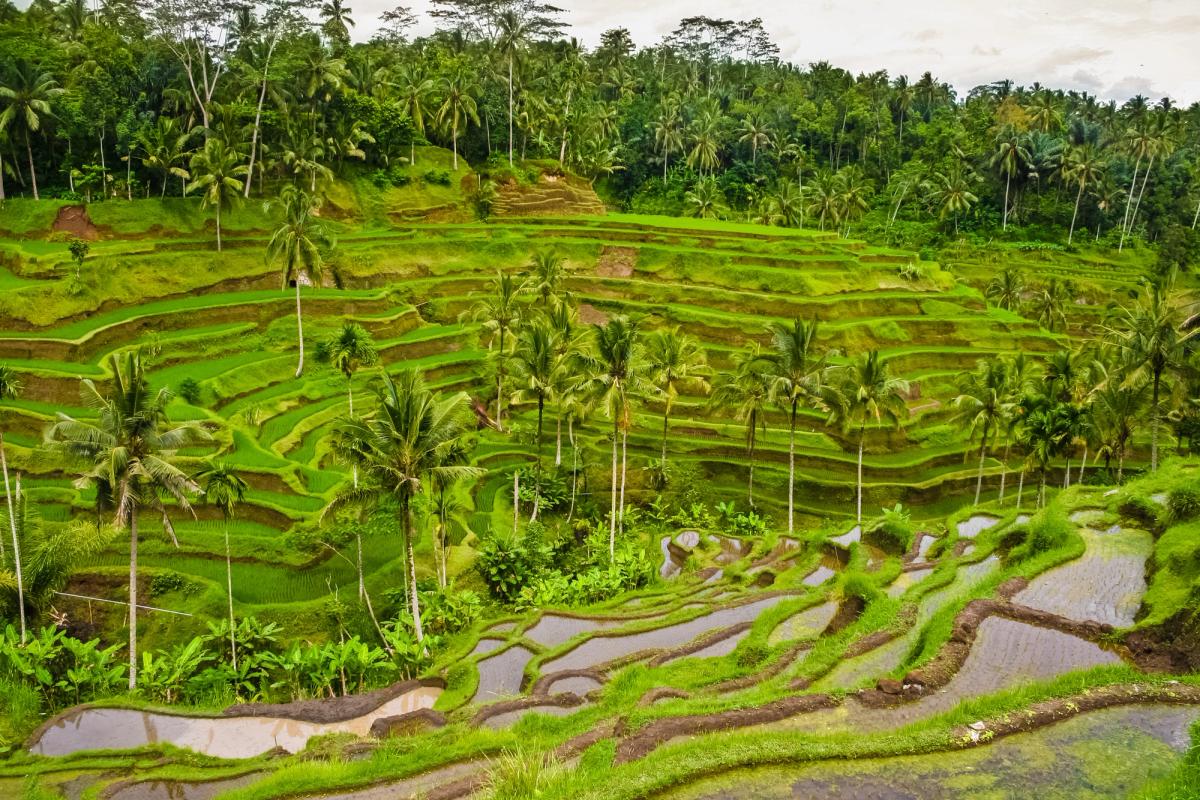 The Tegallalang subak rice terrace system in Ubud, Bali, Indonesia
Photo: H-AB Photography