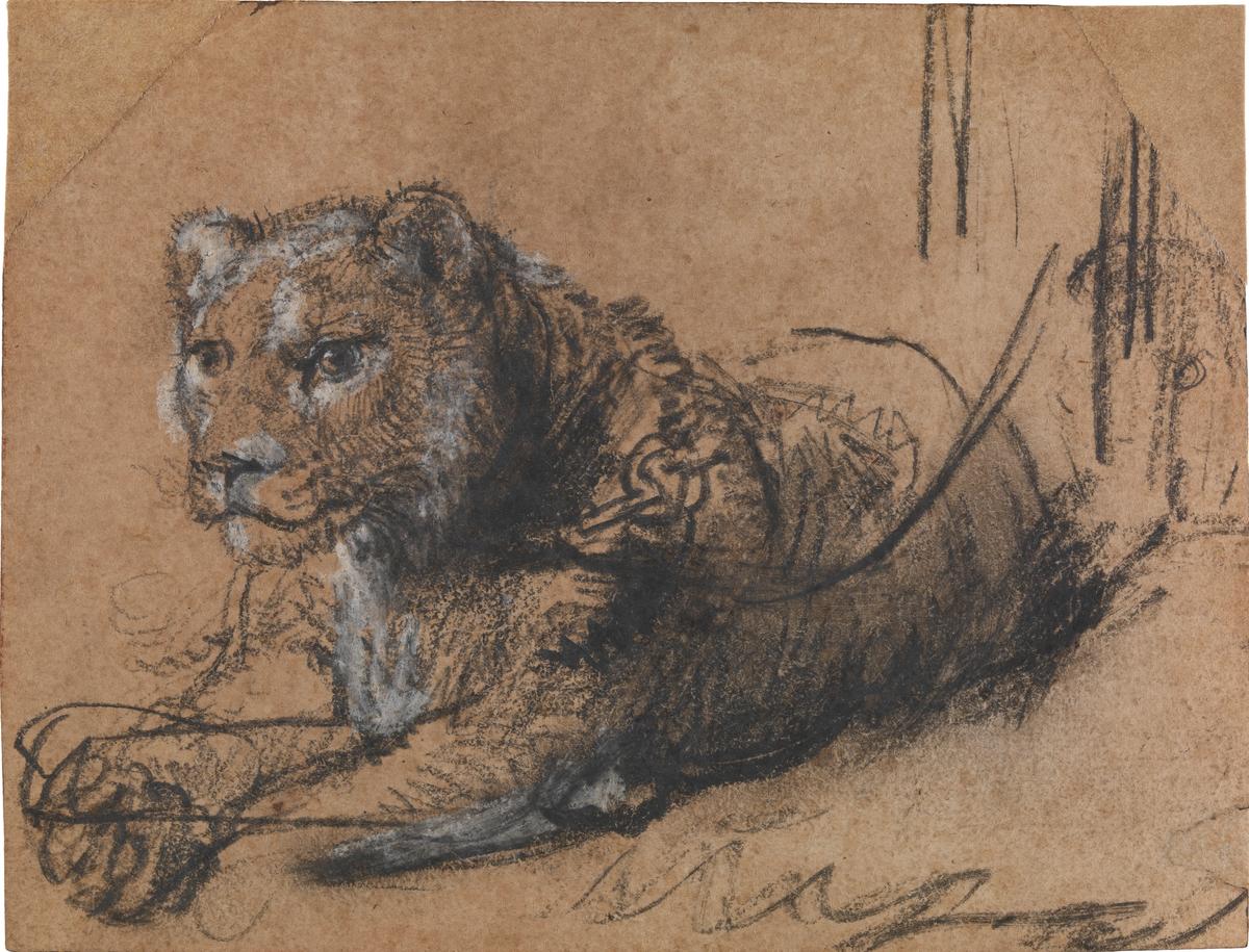Rembrandt van Rijn, Young Lion Resting (1638-42) © Leiden Collection, currently on view at H’ART Museum, Amsterdam