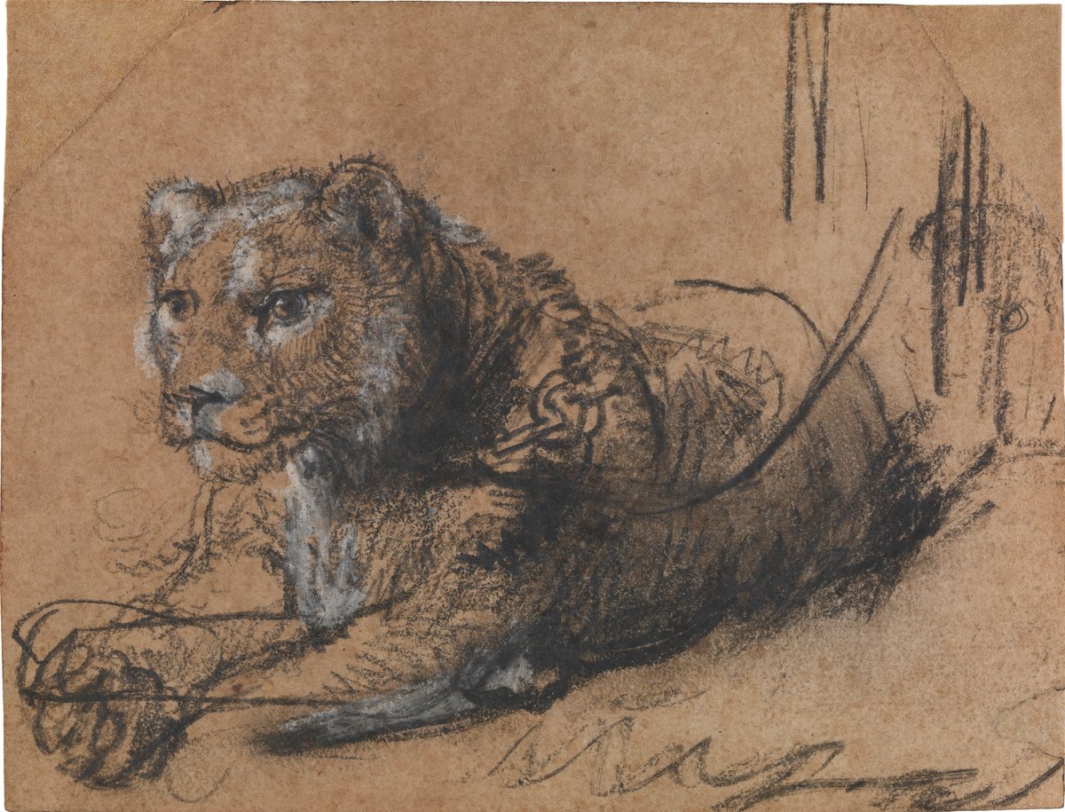Rembrandt van Rijn, Young Lion Resting (1638-42) © Leiden Collection, currently on view at H’ART Museum, Amsterdam