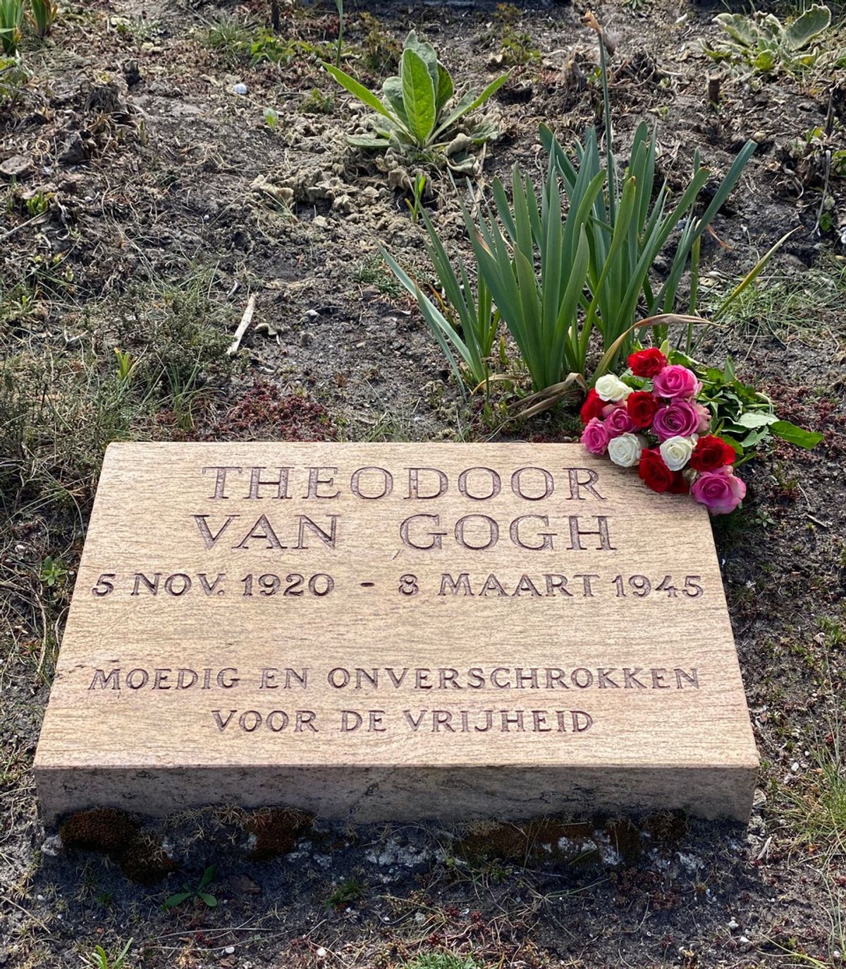 The grave of Theodoor van Gogh (1920-45) with roses, Field of Honour Cemetery, Overveen, Netherlands Courtesy of Willem van Gogh, Amsterdam