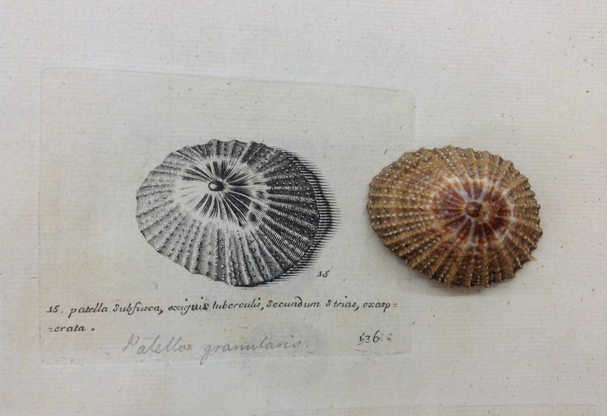 A Lister engraving (on the left) adjacent to a contemporary photograph of the limpet Patella granularis, a species of sea snail Courtesy of Bodleian Library