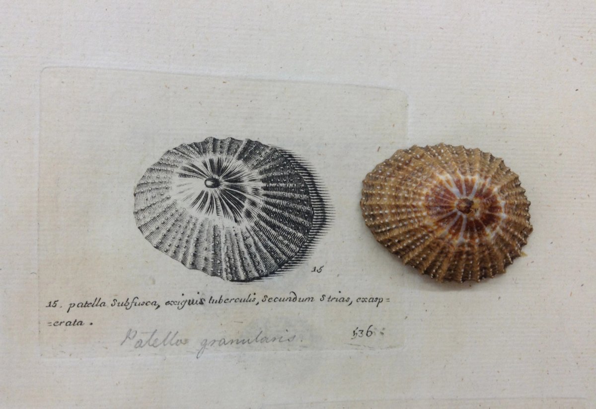 A Lister engraving (on the left) adjacent to a contemporary photograph of the limpet Patella granularis, a species of sea snail Courtesy of Bodleian Library