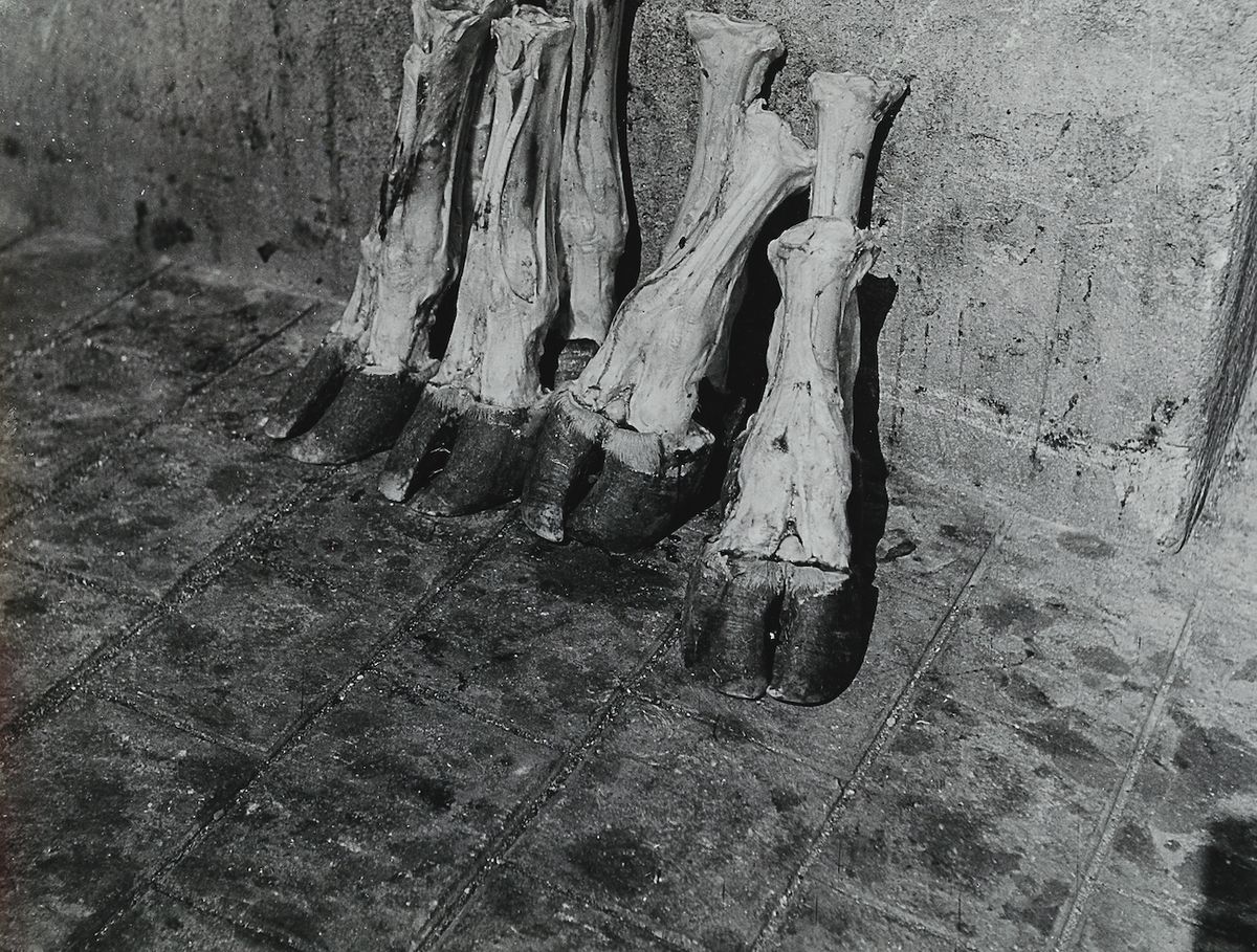 Madame d’Ora, Severed cow’s legs in a Parisian abattoir, around 1954–57 © Nachlass Madame d’Ora, Museum für Kunst und Gewerbe Hamburg