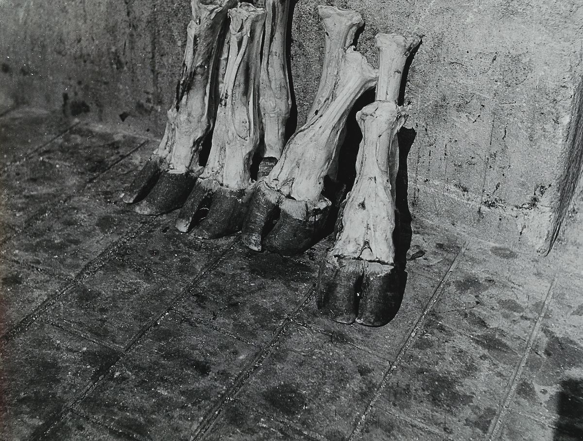 Madame d’Ora, Severed cow’s legs in a Parisian abattoir, around 1954–57 © Nachlass Madame d’Ora, Museum für Kunst und Gewerbe Hamburg