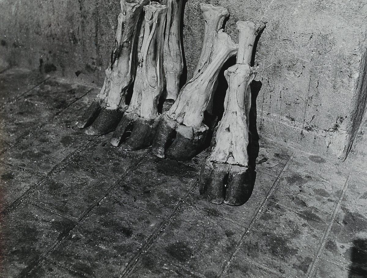 Madame d’Ora, Severed cow’s legs in a Parisian abattoir, around 1954–57 © Nachlass Madame d’Ora, Museum für Kunst und Gewerbe Hamburg