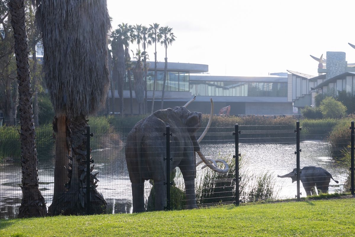 Lacma's David Geffen Galleries and Pavilion for Japanese Art with La Brea Tar Pits’ Lake Pit and mammoth sculptures in foreground Photo © Iwan Baan