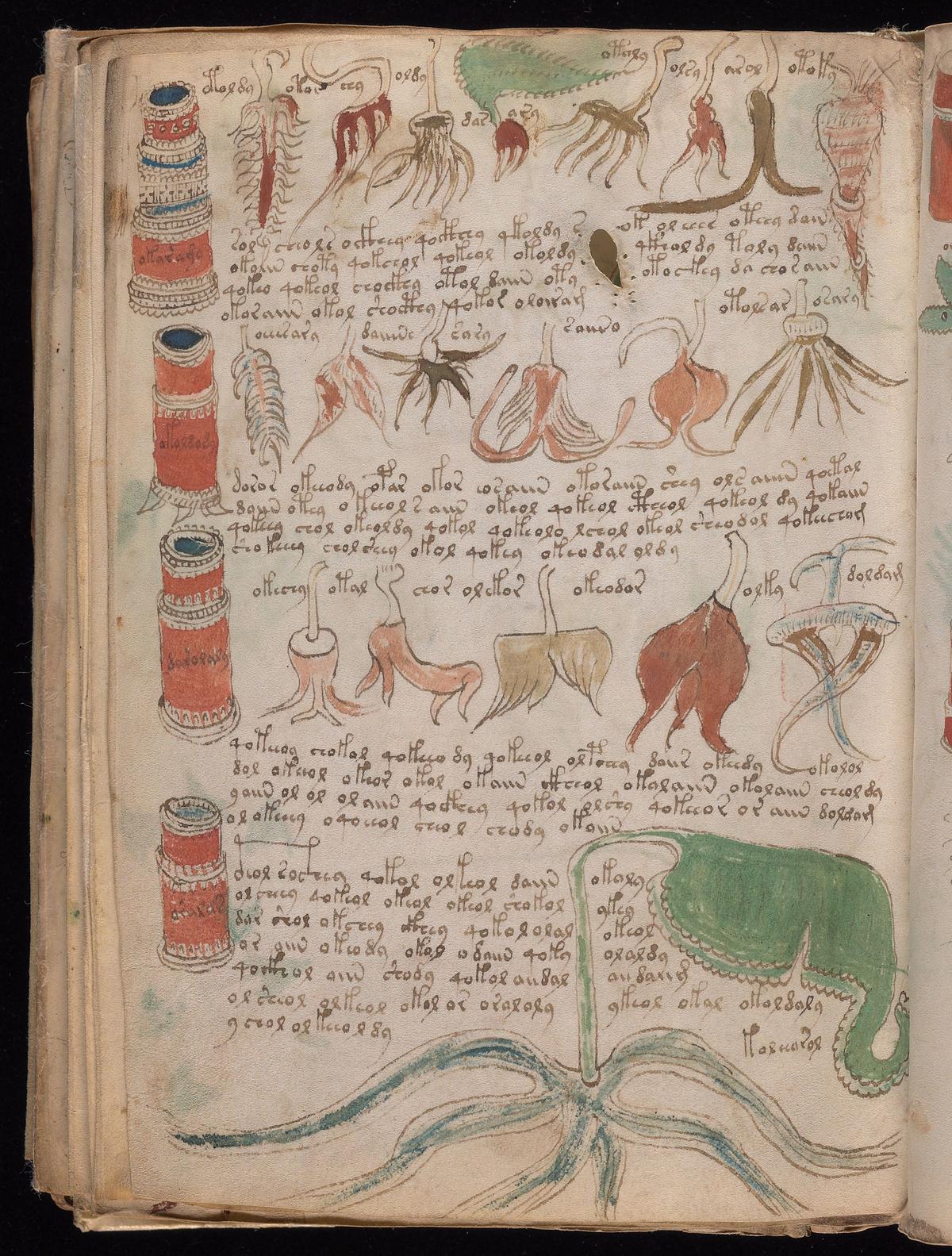 Plants and pots, from the Voynich Manuscript.
credit: Beinecke Rare Book and Manuscript Library, Yale University, General Collection, folio 99v, MS 408