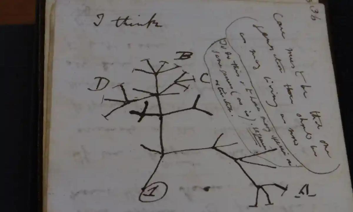 darwins tree of life sketch