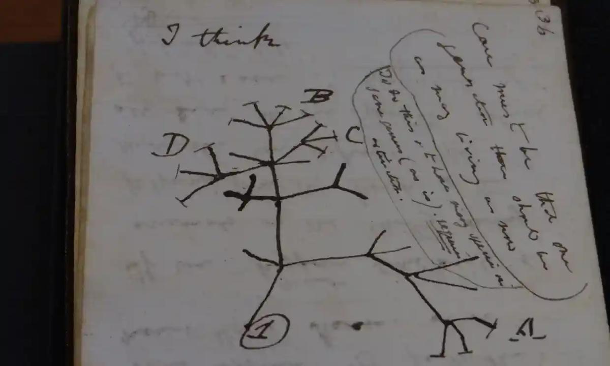 Charles Darwin’s Tree of Life sketch from 1837 in one of the returned manuscripts. Courtesy of Cambridge University Library