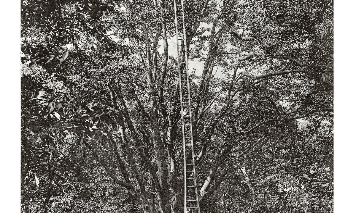 Shoot and branch: new photography book highlights the enduring majesty of trees