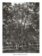 Shoot and branch: new photography book highlights the enduring majesty of trees