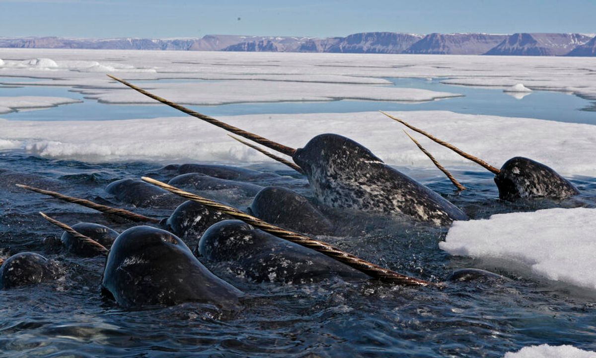 Narwhals are one of five animals that will be protected under the UK's 2018 Ivory Act
Courtesy of WWF