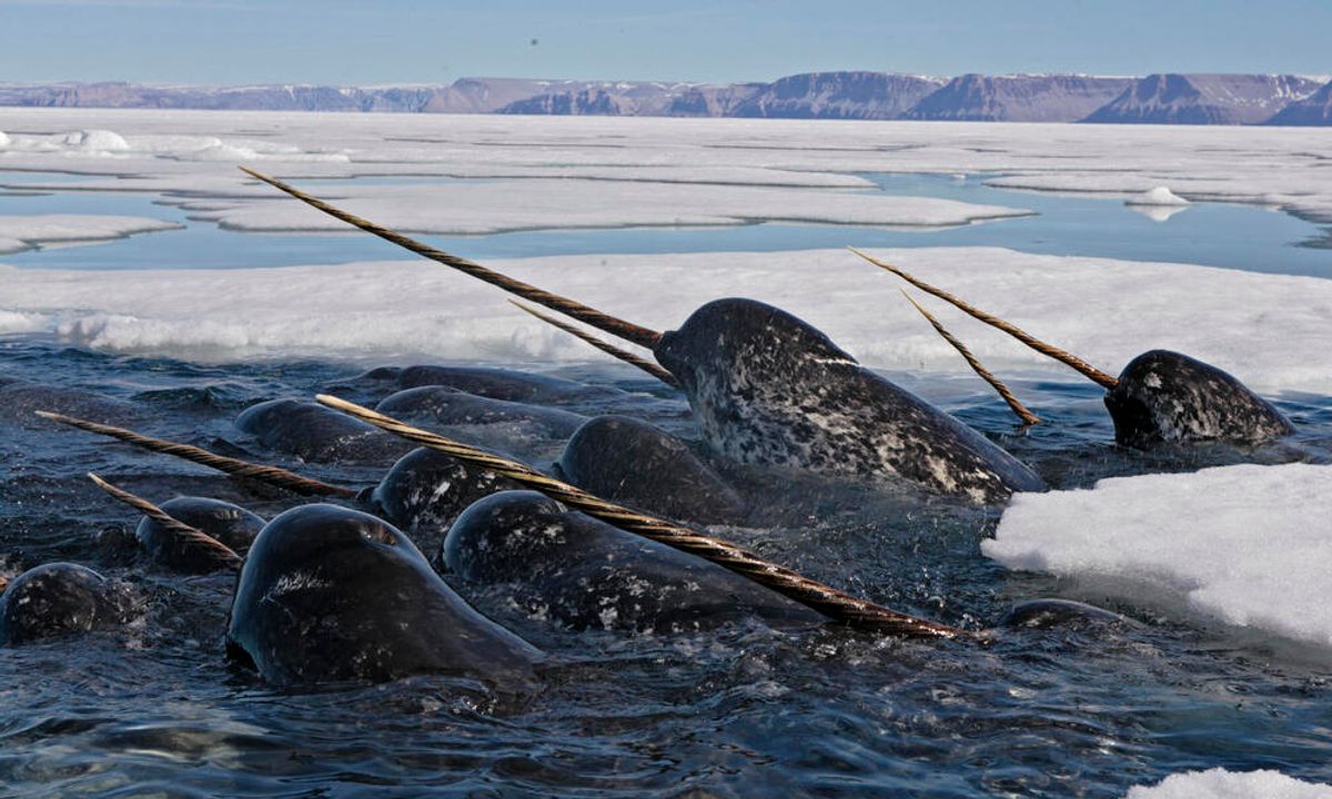 Narwhals are one of five animals that will be protected under the UK's 2018 Ivory Act

Courtesy of WWF