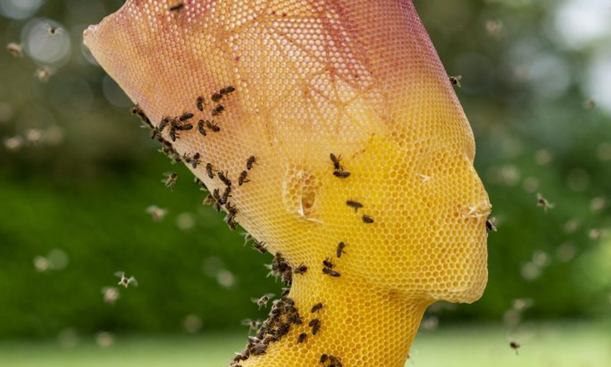 Artist reimagines ancient statues—with the help of bees Artist reimagines ancient statues—with the help of bees