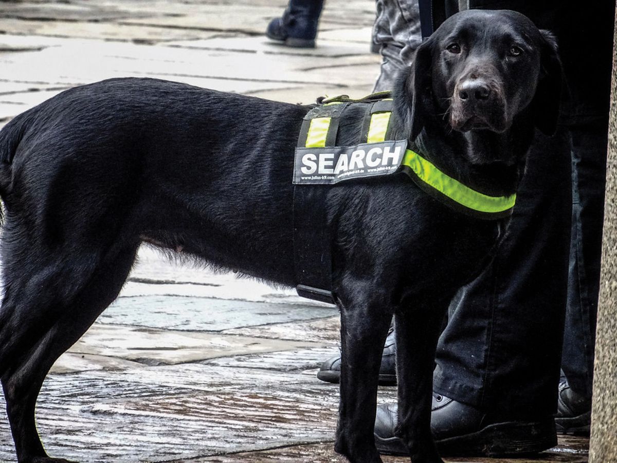 Canines are being trained to find antiquities Photo: © Garry Knight