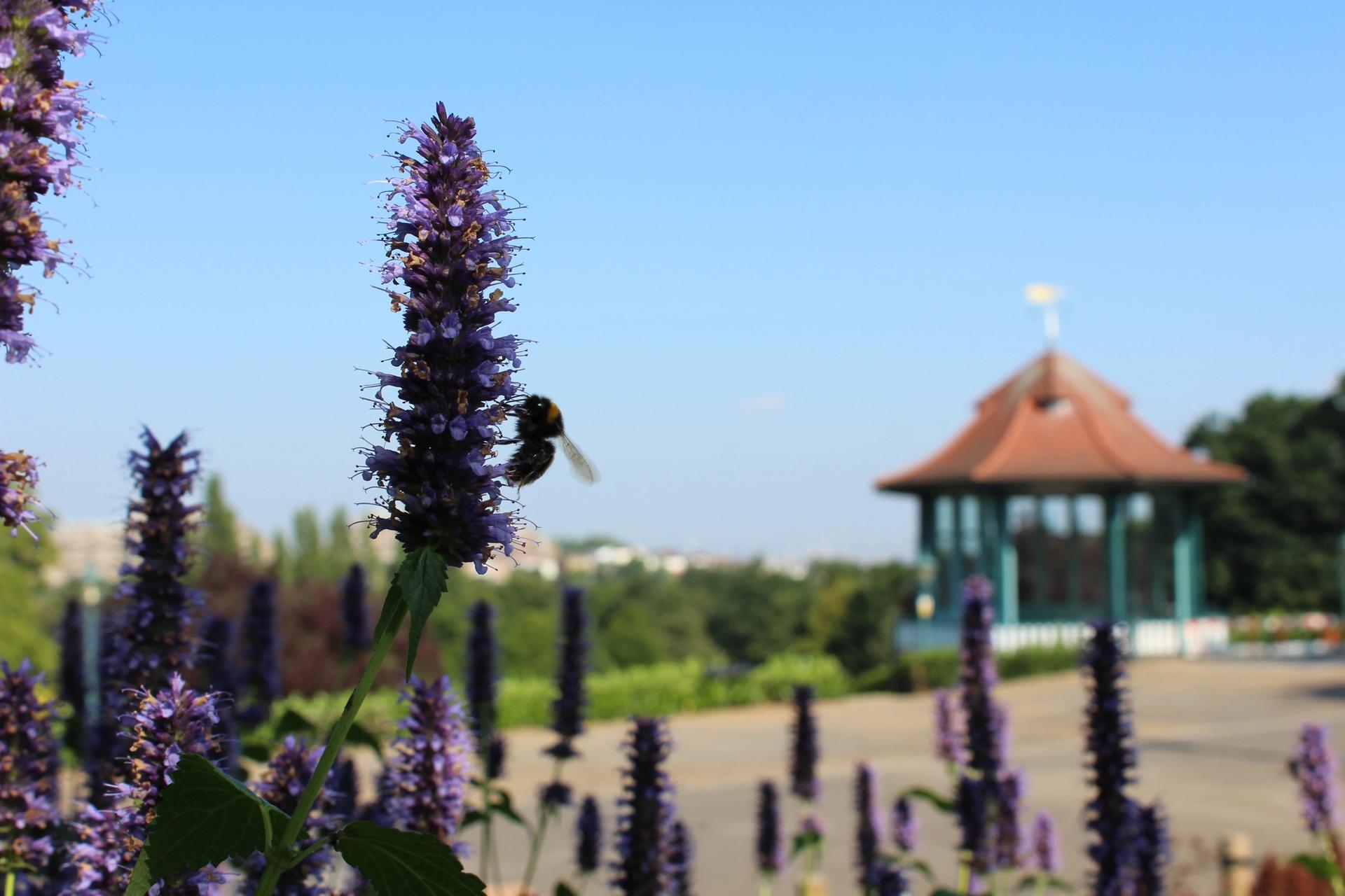 The Horniman Museum's initiatives to fight climate change include using their 16-acre garden to plant more food and pollinator beds Photo: Polly Heffer