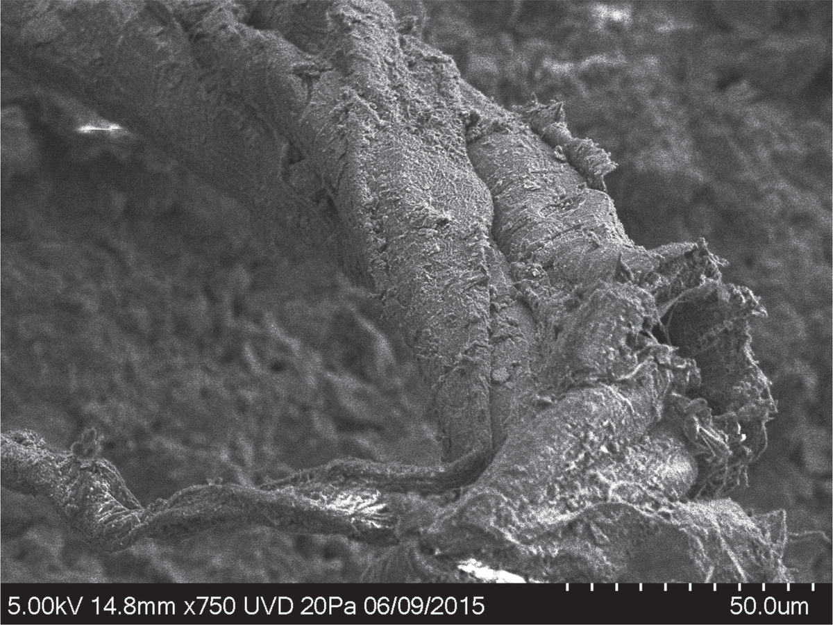 A photo of the artefact taken by a scanning electron microscope shows multiple fibres in a Z twist B. L. Hardy, M.-H. Moncel, C. Kerfant, M. Lebon, L. Bellot-Gurlet & N. Mélard