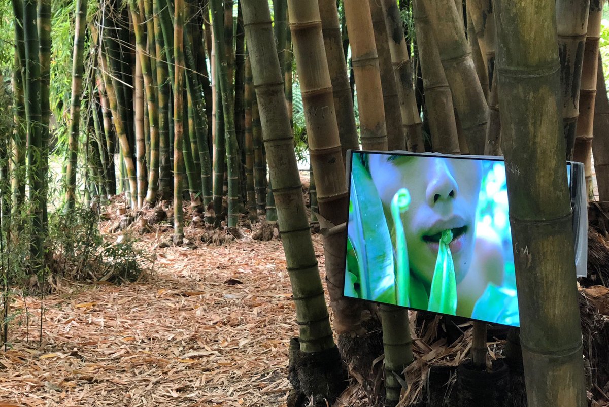 Zheng Bo's Pteridophilia (2016) at the Orto Botanico Matthew Wilcox