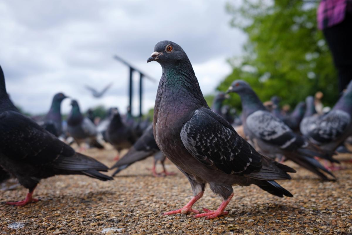 A “humble observer of London life” wanders Hyde Park 

Photo: Conrad