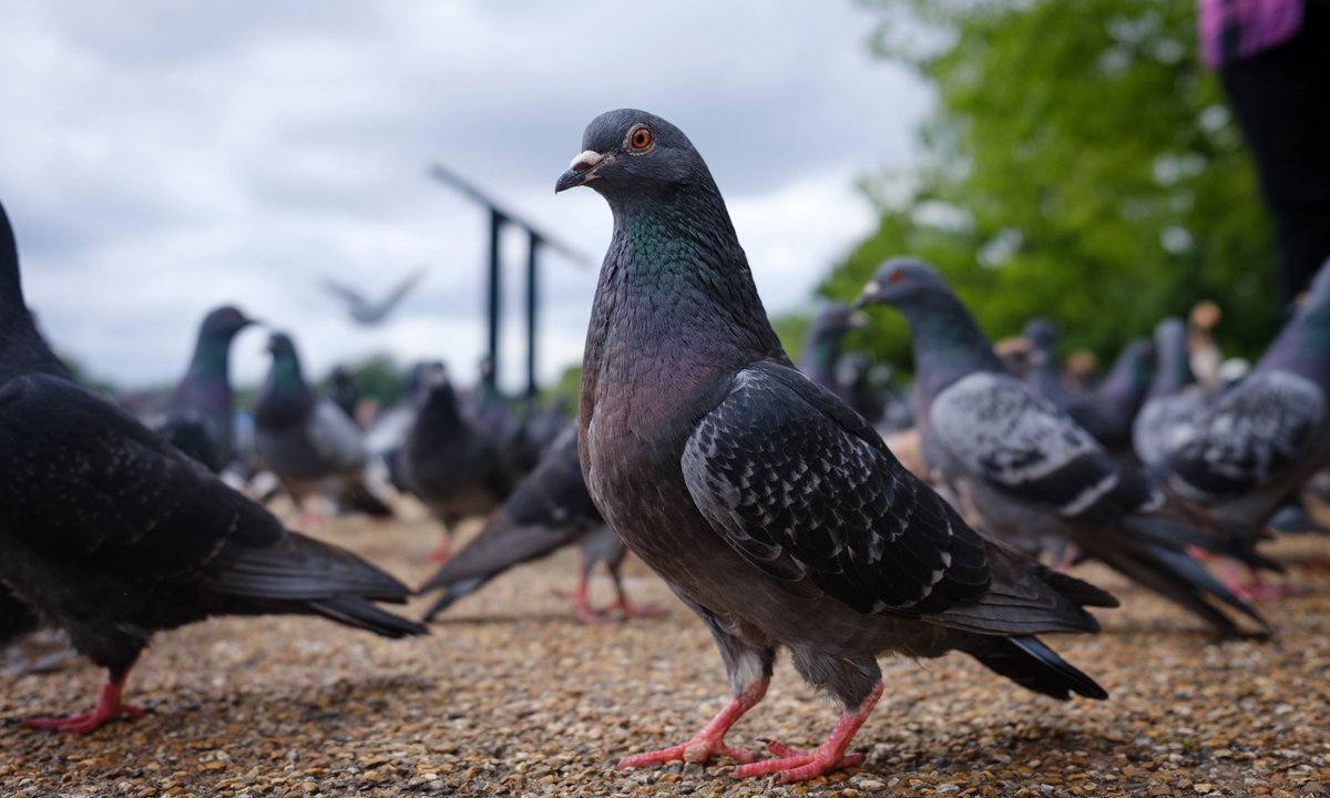 Museum of London reveals new name and bird-themed identity Museum of London reveals new name and bird-themed identity