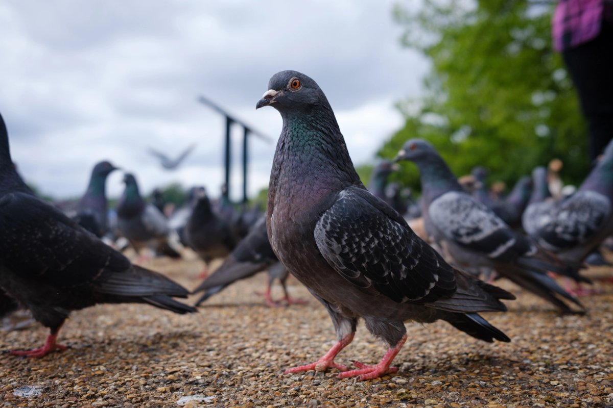 A “humble observer of London life” wanders Hyde Park
Photo: Conrad