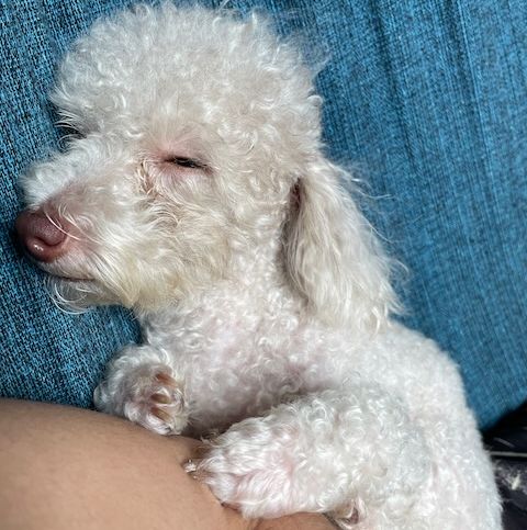 Doggo appreciation post