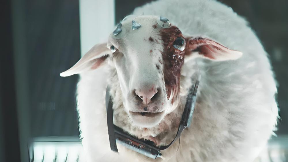 Sheep standing unnaturally after alien creature has taken control through its eye socket