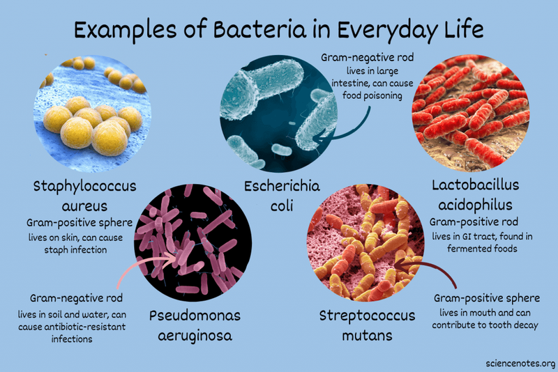 Common bacteria found in everyday life — illustrating the microbial risks that smart disinfectant dosing systems must control