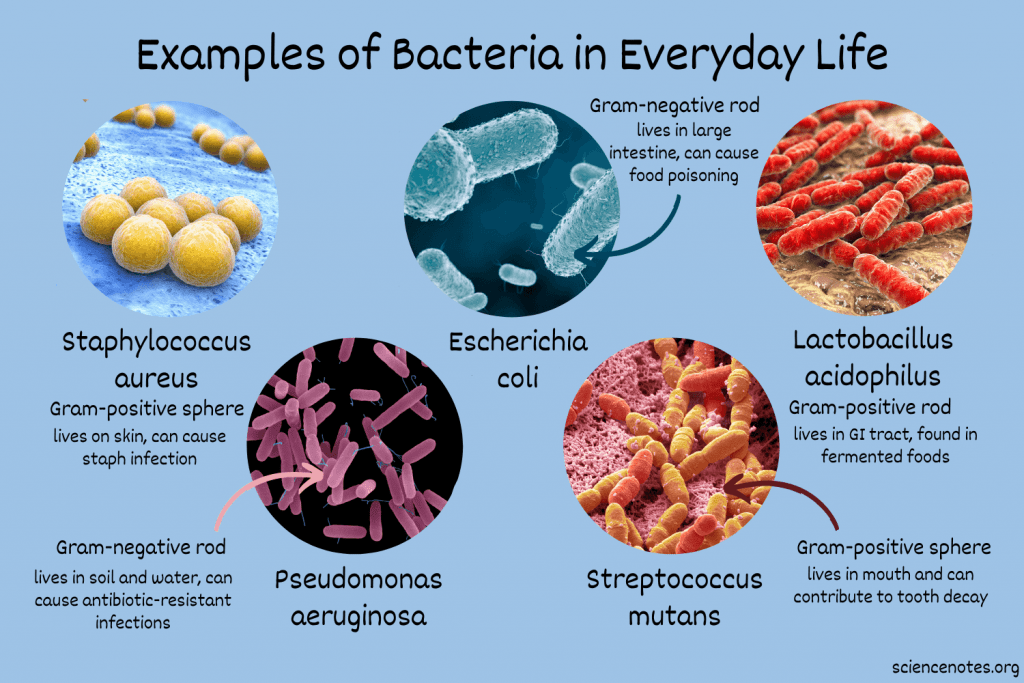 Common bacteria found in everyday life — illustrating the microbial risks that smart disinfectant dosing systems must control