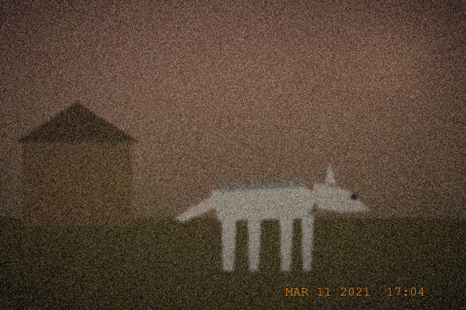 The animal, moments before it left the property