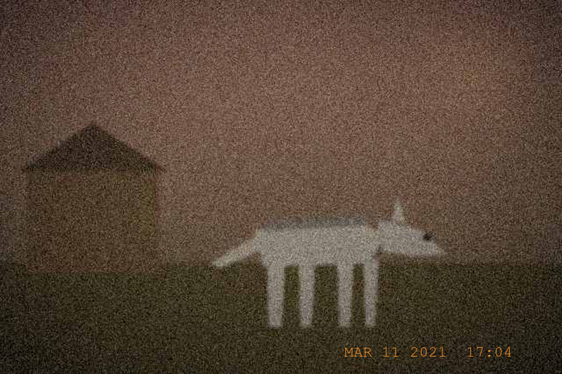 The animal, moments before it left the property
